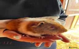 Guinea Pig rodents for sale: Gorgeous Rex baby boy guinea pigs  - Image 8