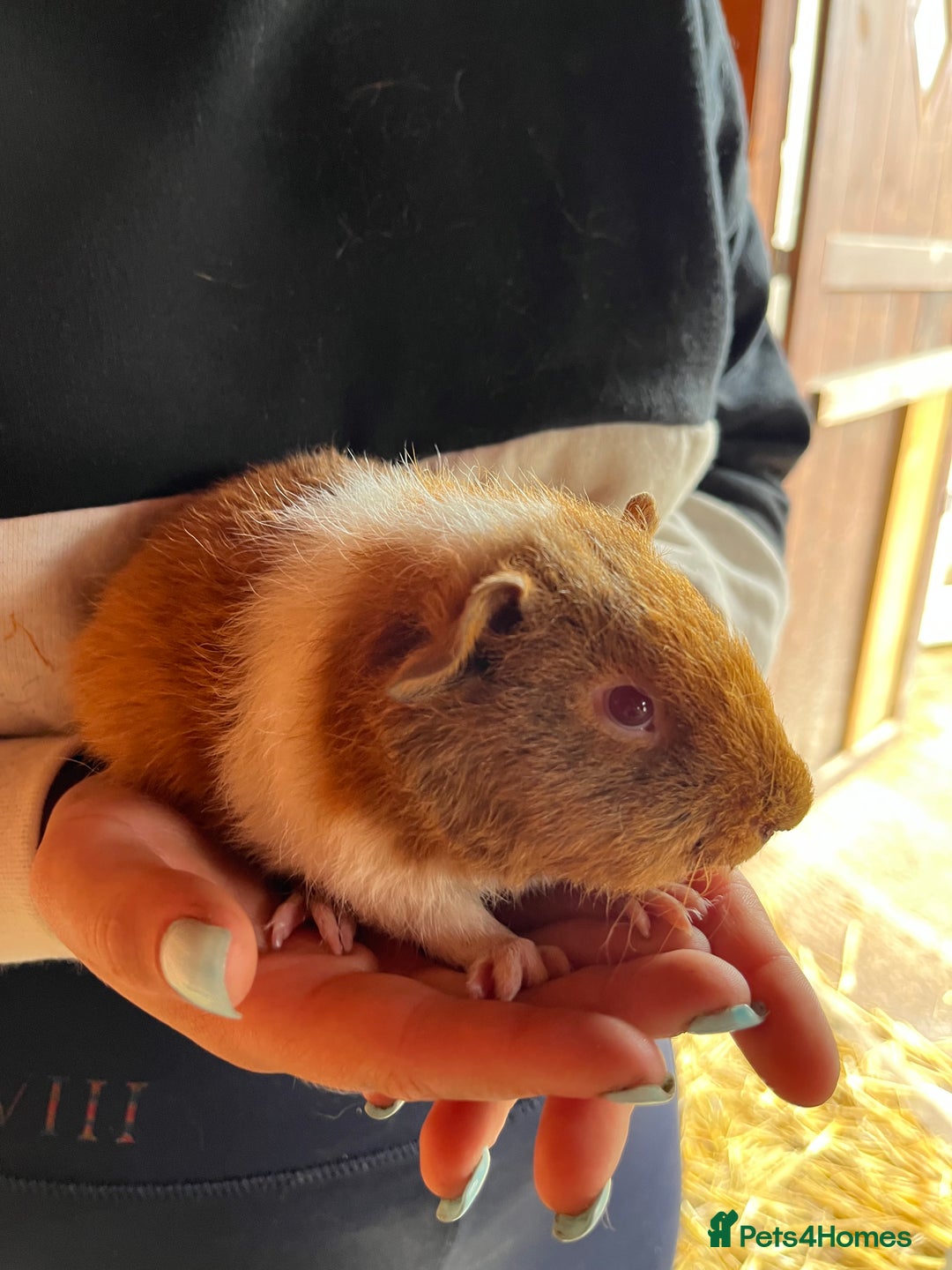 Guinea Pig rodents for sale: Gorgeous Rex baby boy guinea pigs  - Image 8