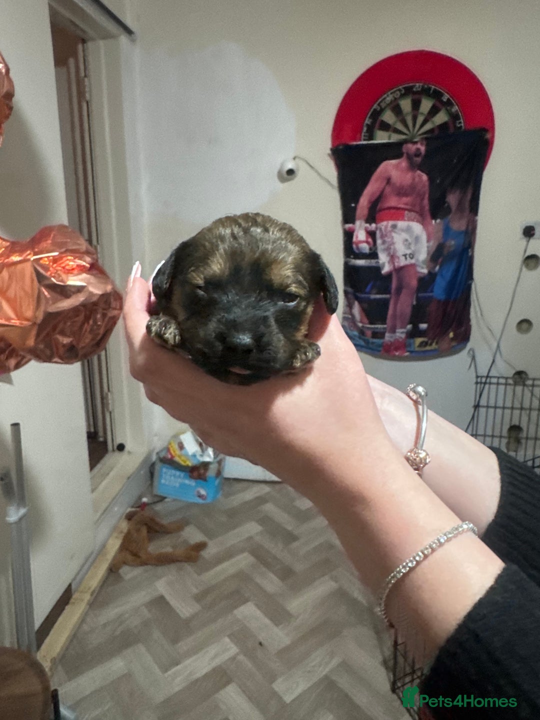 Mixed Breed dogs for sale: Rottweiler cross puppies - Advert 10