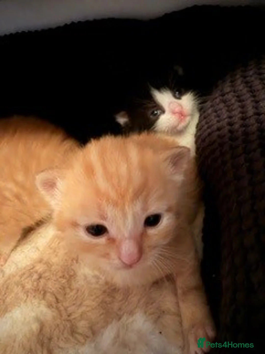 Mixed Breed cats for sale: Gorgeous Tuxedo Female Kitten - Advert 2