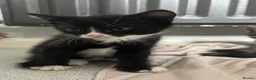 Mixed Breed cats for sale: Last of litter ready now  - Advert 3