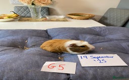 Guinea Pig rodents for sale: Beautiful baby Guinea pigs - Image 6