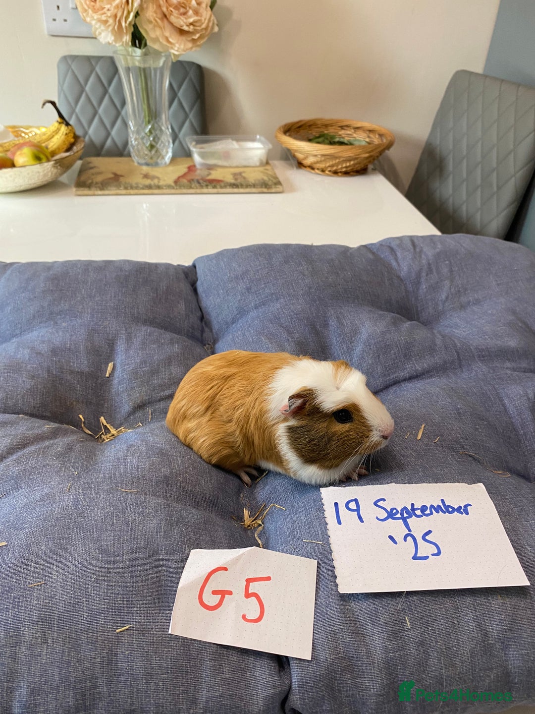 Guinea Pig rodents for sale: Beautiful baby Guinea pigs - Image 6