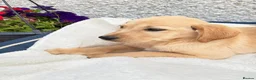 Labrador Retriever dogs for sale: Labrador retriever  - Advert 5