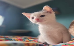 Domestic Shorthair cats for sale: 5 Super Sweet Kittens  - Image 15