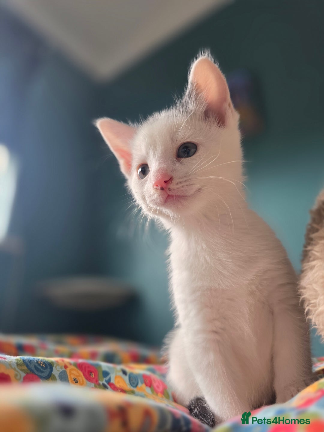 Domestic Shorthair cats for sale: 5 Super Sweet Kittens  - Image 15