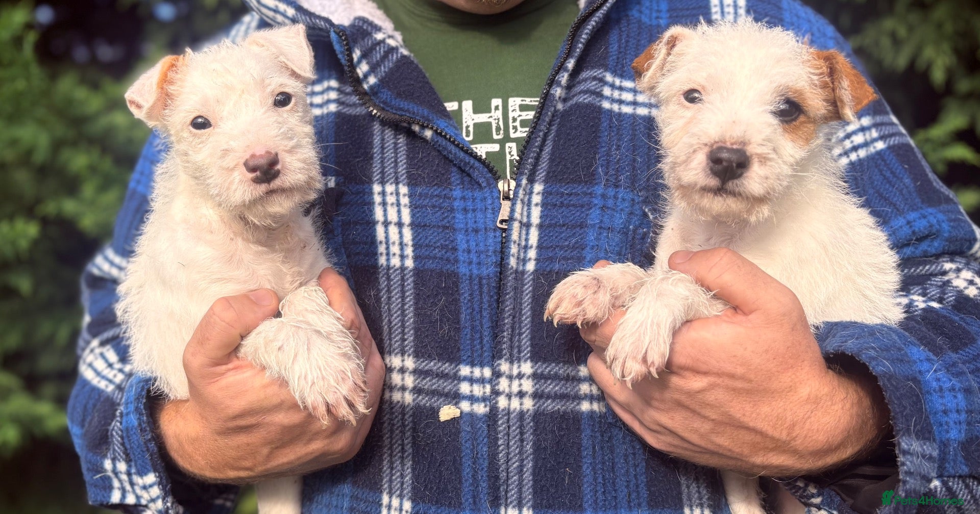 Parson Russell dogs Quality bred parson terrier pups  - Advert 1