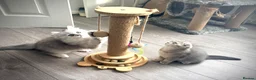 Scottish Fold cats for sale: 😻Stunning Scottish fold/straight kittens❤️😍😻 - Advert 11