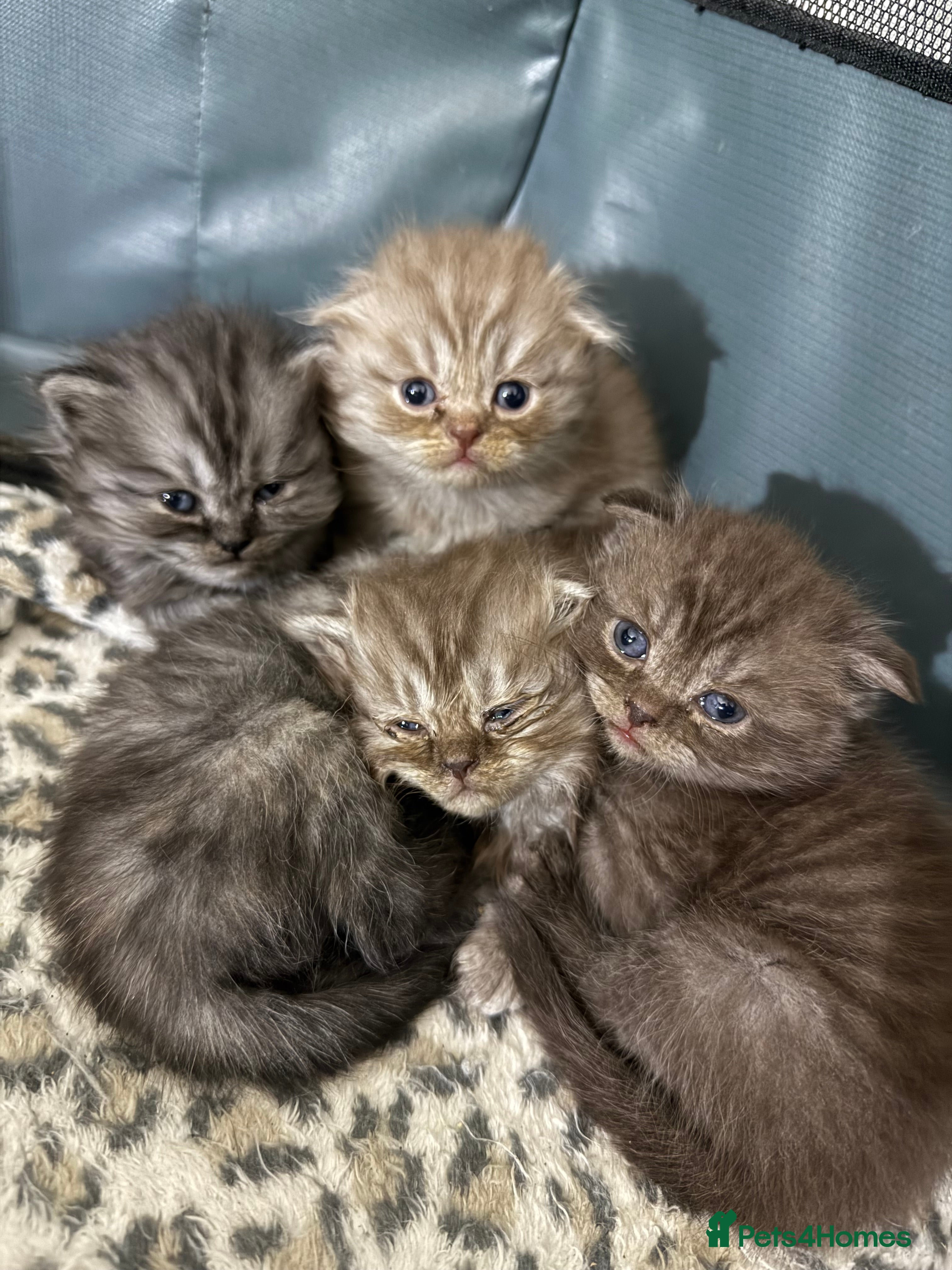 Scottish Fold cats Stunning Rainbow litter ready for  **   - Advert 3