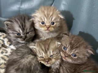 Scottish Fold cats Stunning Rainbow litter ready for ** - Advert 14