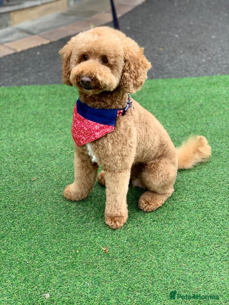 Poodle dogs ❤️Health Tested Beautiful red poodle for stud❤️ in Colchester - Advert 2