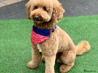 Poodle dogs in Colchester - Advert 1