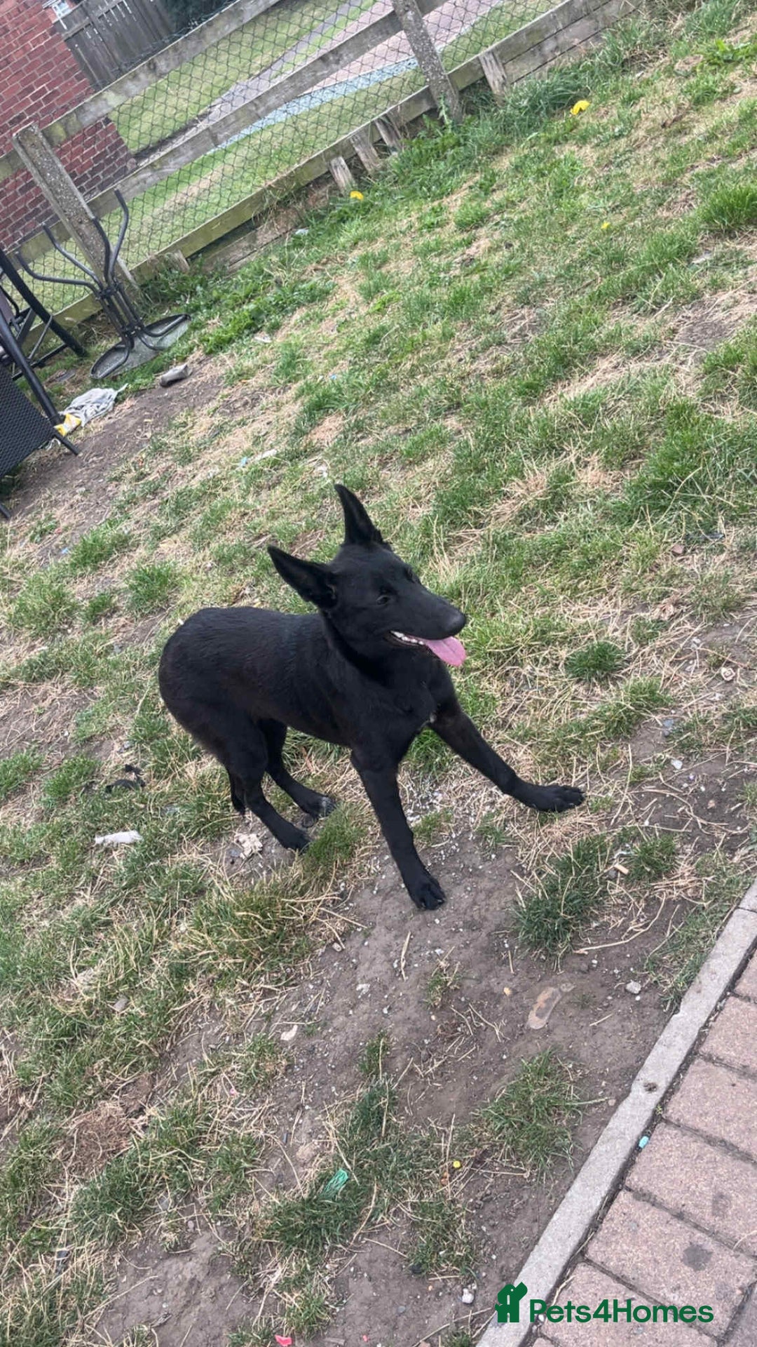 Belgian Shepherd Dog dogs for sale: Rehoming my Belgian Malinios Puppy - Image 5
