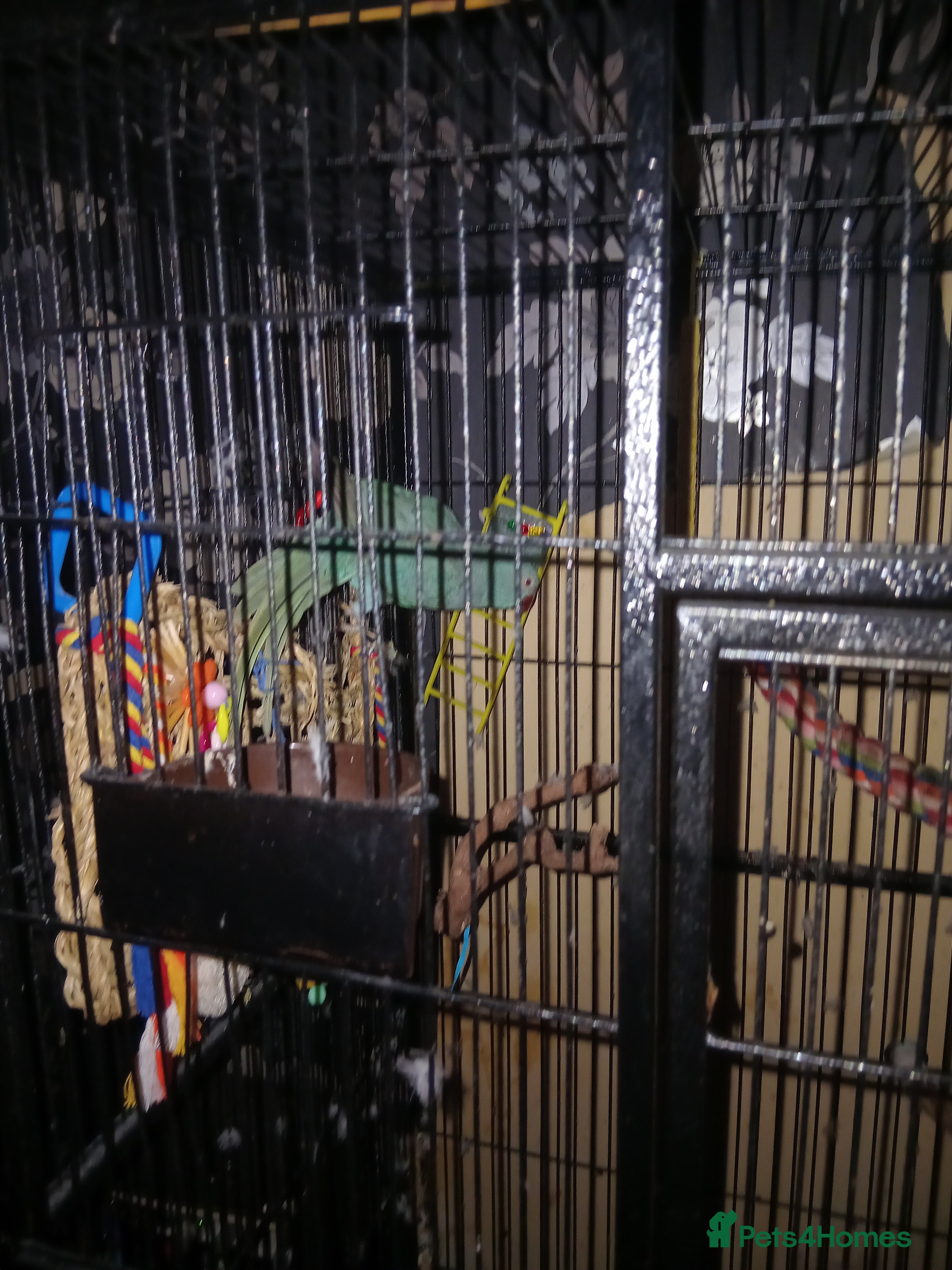 Ringnecks birds Beautiful blue Indian ringneck - Advert 1