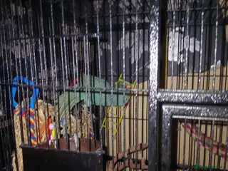 Ringnecks birds Beautiful blue Indian ringneck - Advert 2