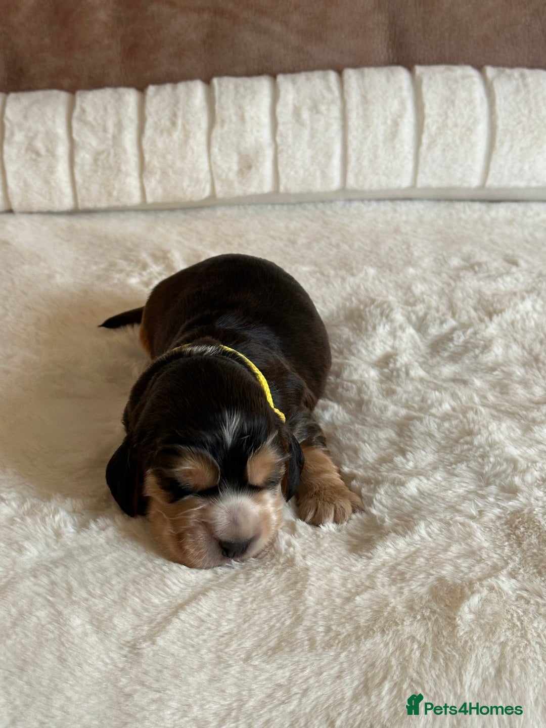 Cocker Spaniel dogs for sale: Extensively Health Tested KC Reg Puppies  - Advert 21