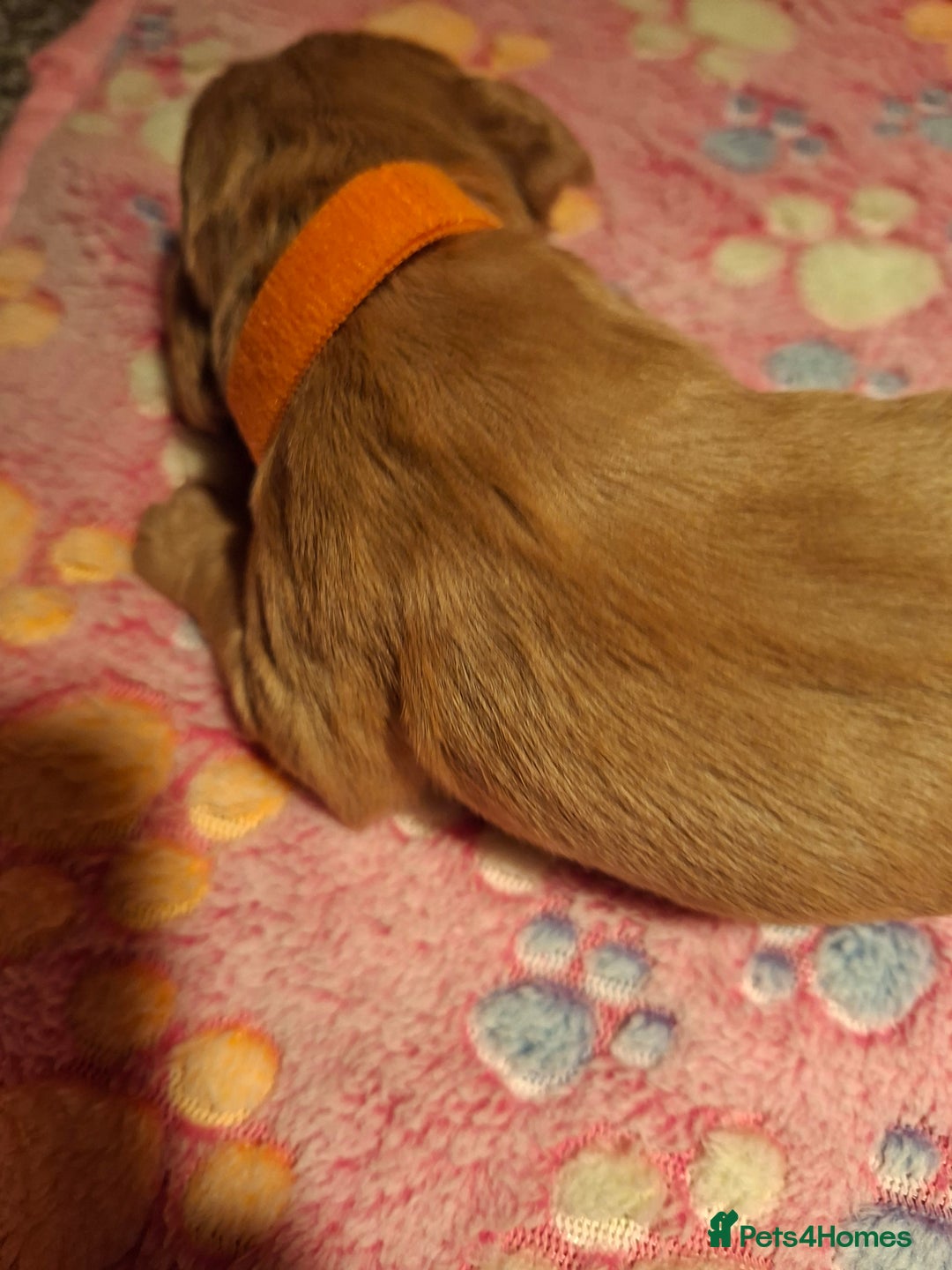 Cocker Spaniel dogs for sale: Cocker spaniel pups - Advert 18