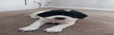 English Springer Spaniel 7