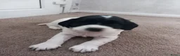 English Springer Spaniel dogs for sale: English Springer Spaniels Puppies  - Advert 3