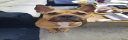 Mixed Breed dogs for sale: Male boy  - Advert 1