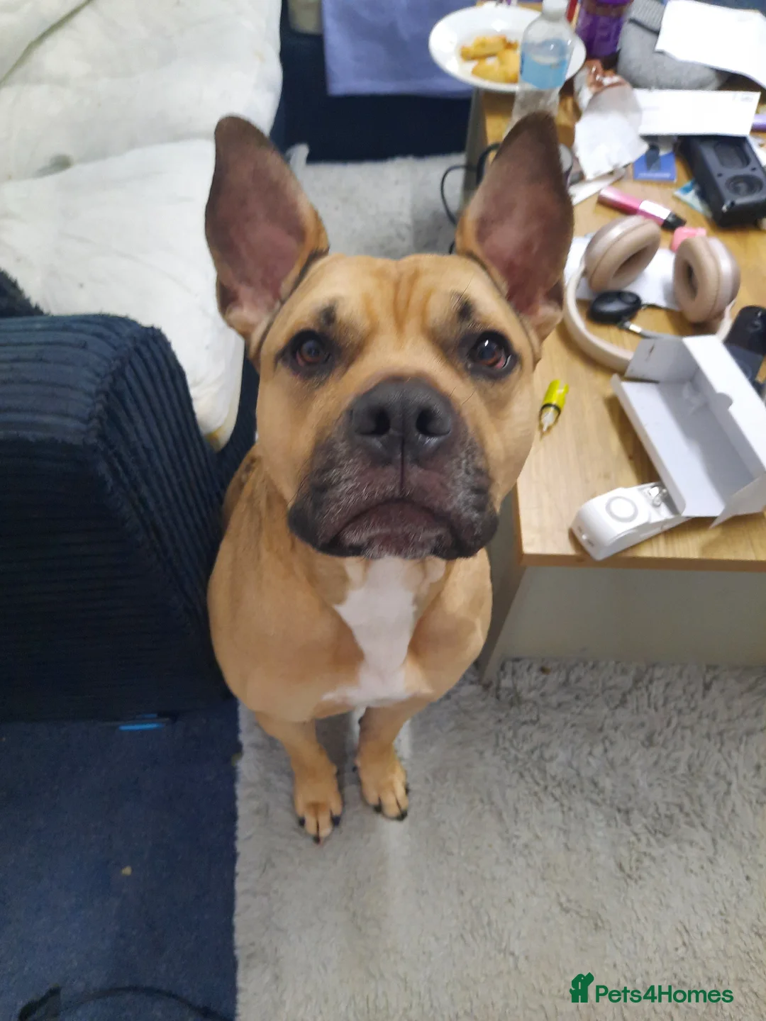 Mixed Breed dogs for sale: Male boy  - Advert 1