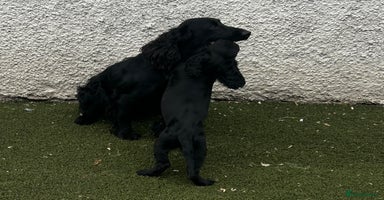 Cocker Spaniel dogs - Advert 4