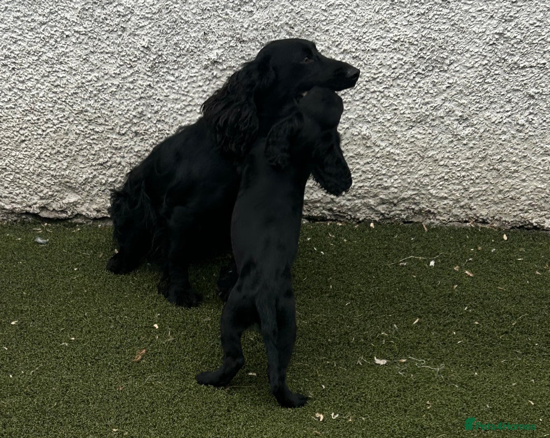 Cocker Spaniel dogs for sale: Two gorgeous male KC cocker spaniels - Image 2