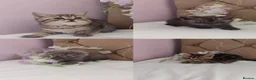 Scottish Fold cats for sale: REDUCED ❤️❤️Tabby cat😘Luxury Scottish❤️❤️❤️❤️❤️❤️ - Advert 5