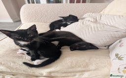 Mixed Breed cats for sale: Lovely black and Tuxedo kittens for sale - Image 9