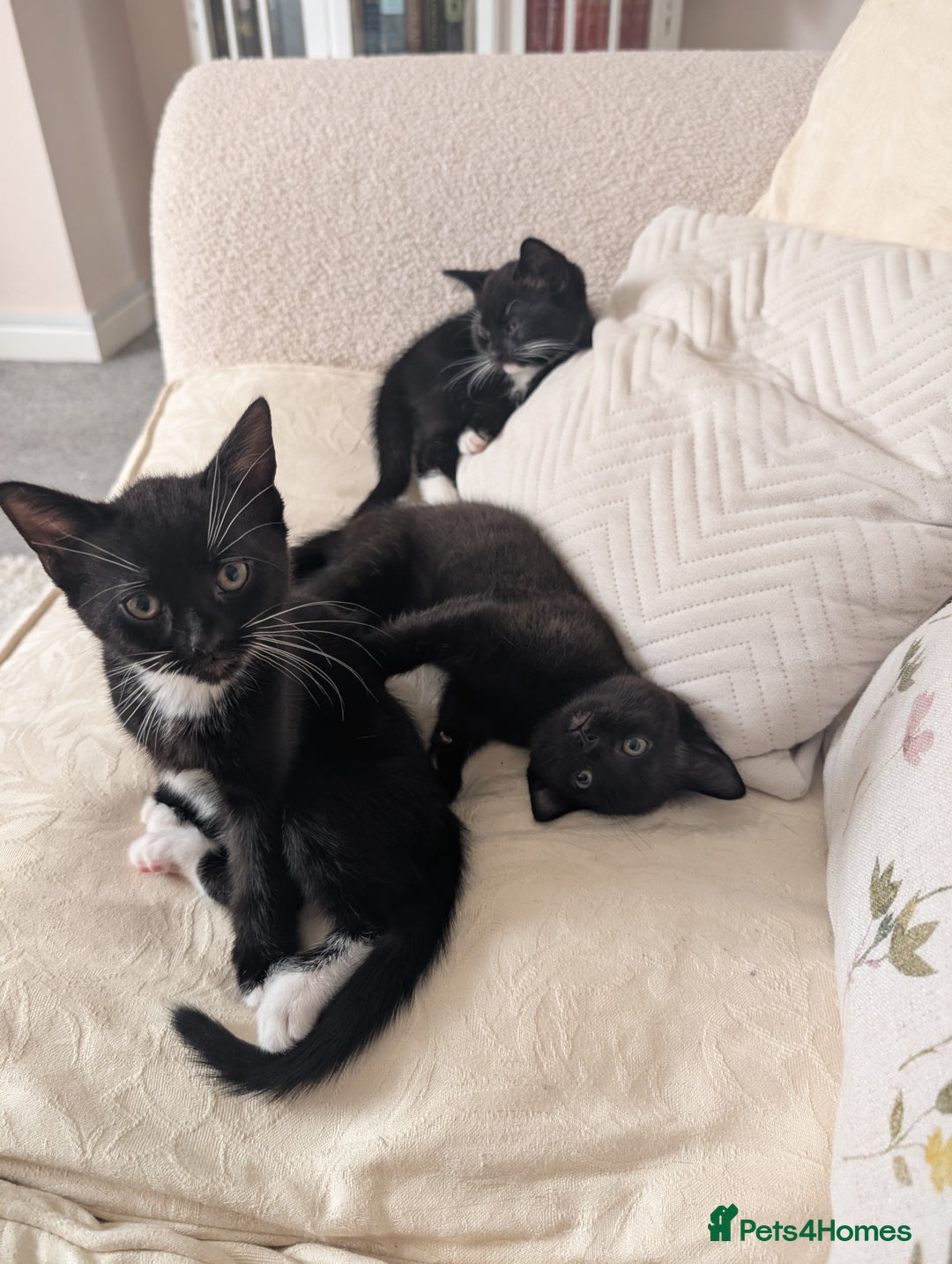 Mixed Breed cats for sale: Lovely black and Tuxedo kittens for sale - Image 9
