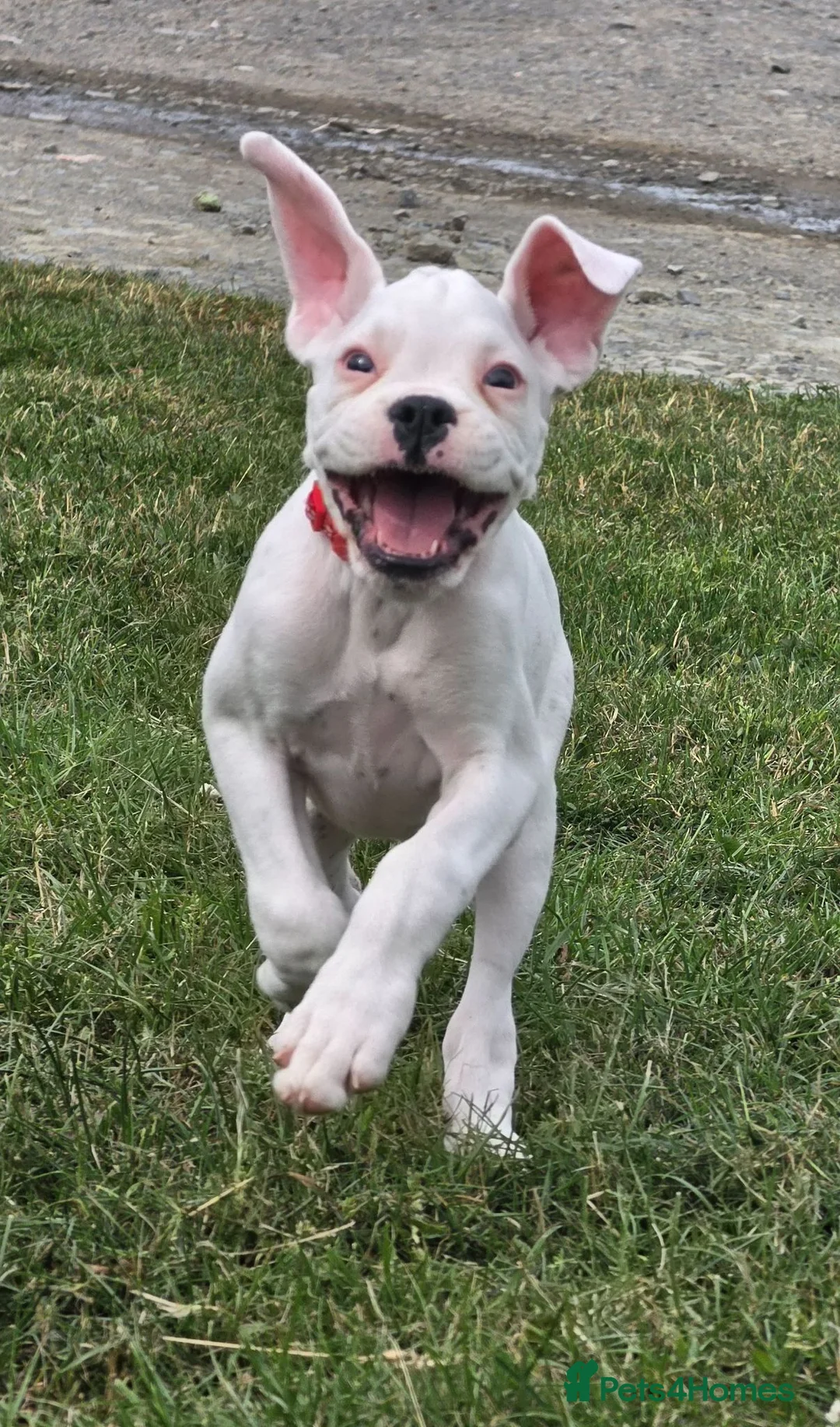 Boxer dogs for sale: READY NOW! Quality White KC Reg Boxer Puppies - Advert 2