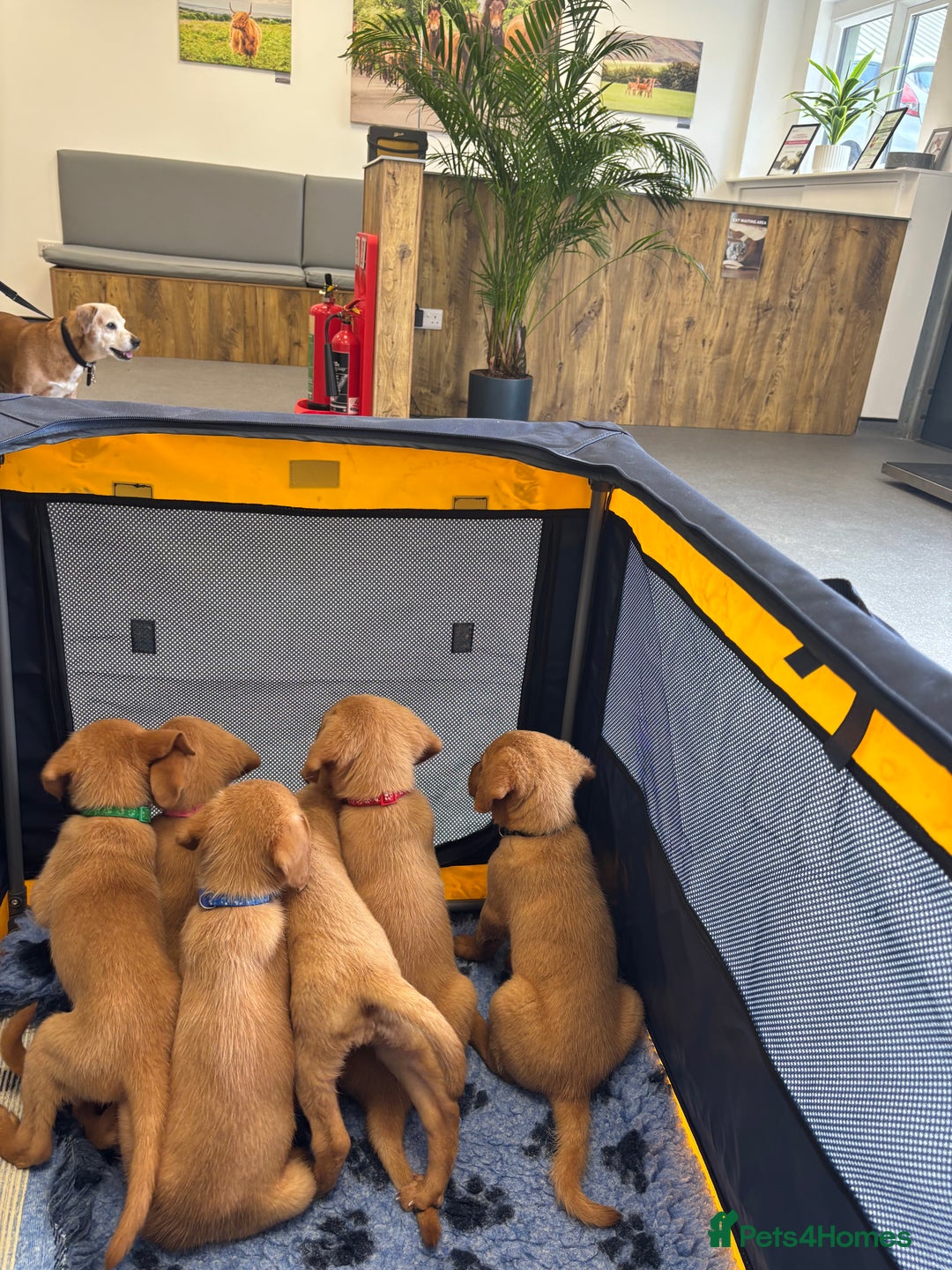 Labrador Retriever dogs for sale: Red fox / yellow KC Registered Labradors - Image 17