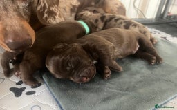 Mixed Breed dogs for sale: DAXIPOO PUPPIES  - Image 17