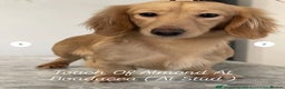 Dachshund dogs for stud: Cream Mini Long boy STUD  - Advert 6