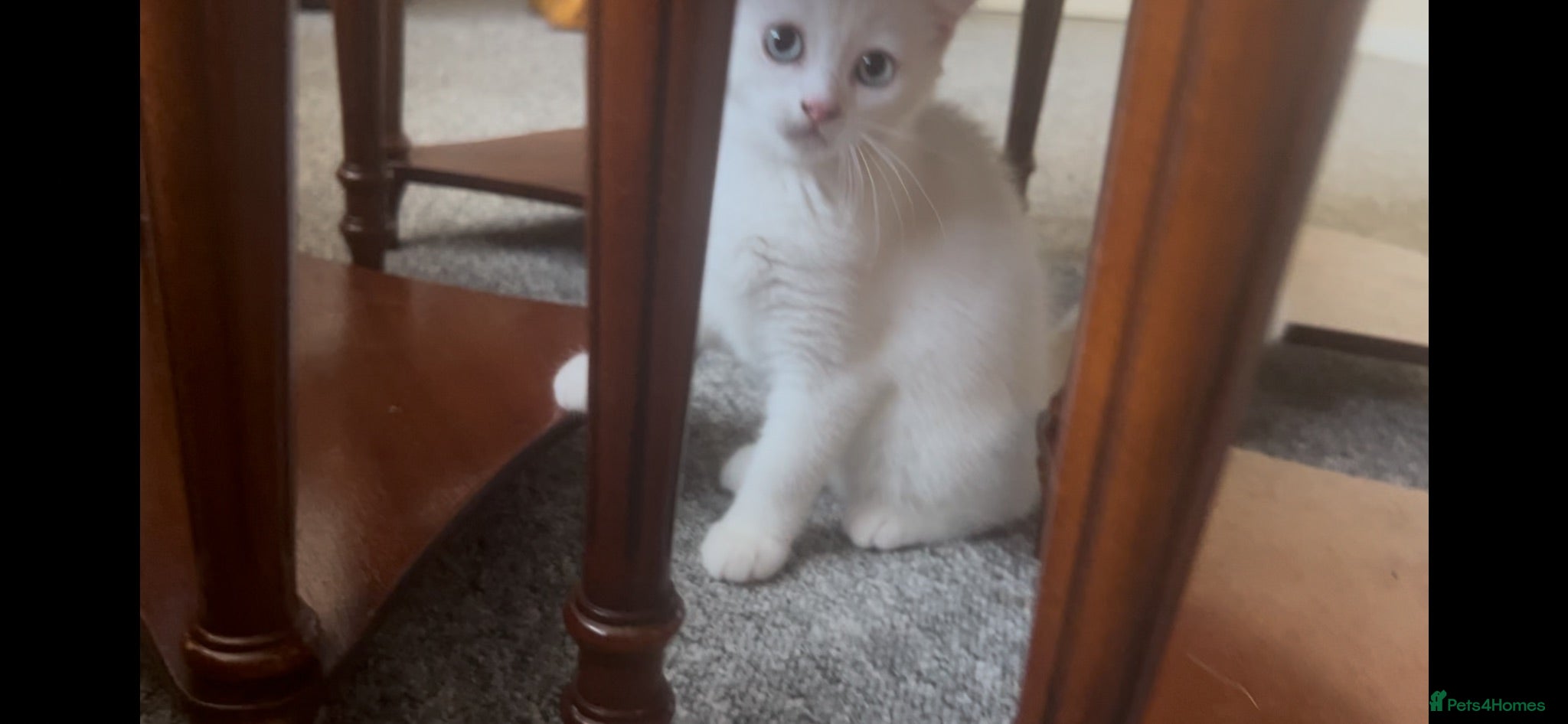 Munchkin cats Loving Friendly And Cute Fur Babies 🤗 - Advert 2