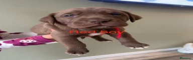 Mixed Breed Puppy 10