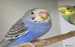 Budgerigars birds for sale: Gorgeous Baby Budgies ready now!!! - Image 9