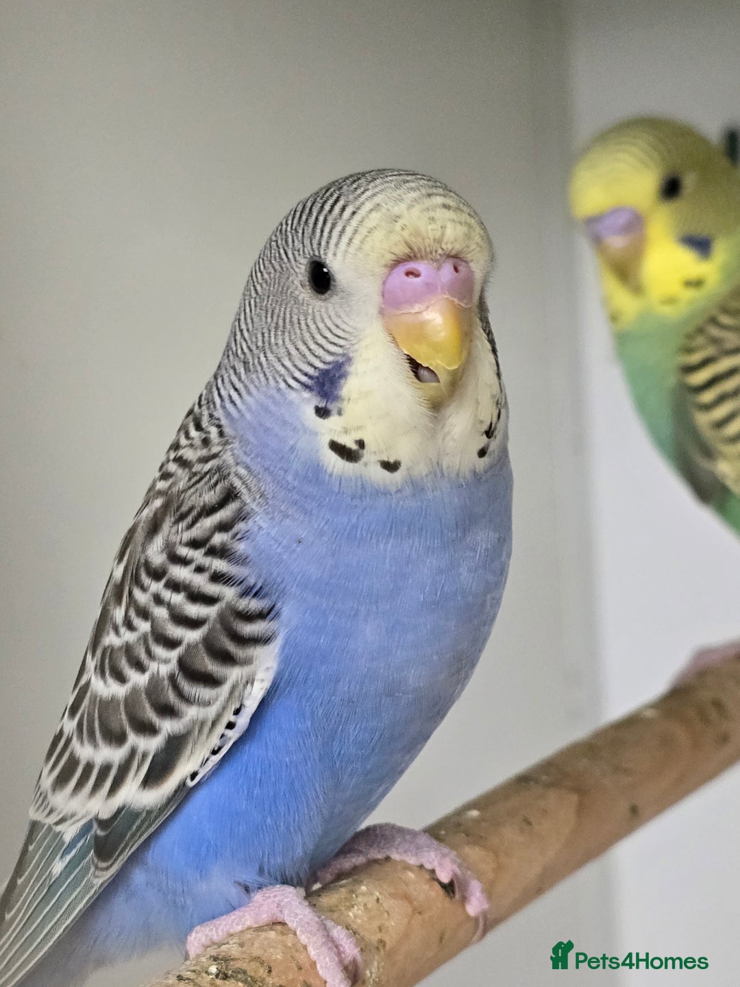 Budgerigars birds for sale: Gorgeous Baby Budgies ready now!!! - Image 9