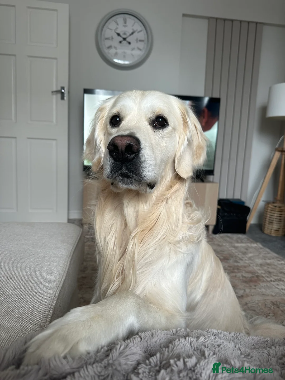 Golden Retriever dogs for stud: Gorgeous RKC golden retriever available for stud - Advert 6