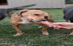Mixed Breed dogs for adoption: Michael for adoption - Image 7