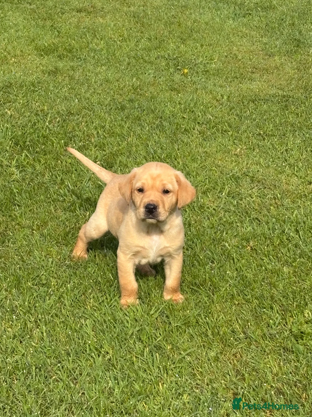 Labrador Retriever dogs for sale: Labrador puppies for sale KC registered  in Nairn - Advert 2