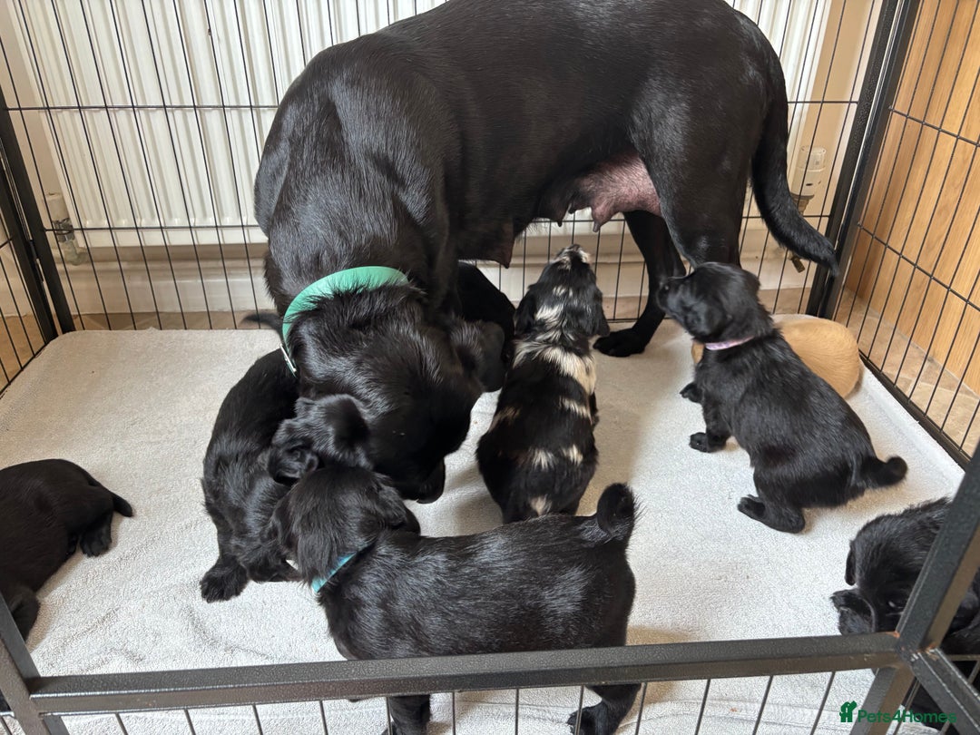 Labradoodle dogs for sale: 2 boys and 2 females - Image 5
