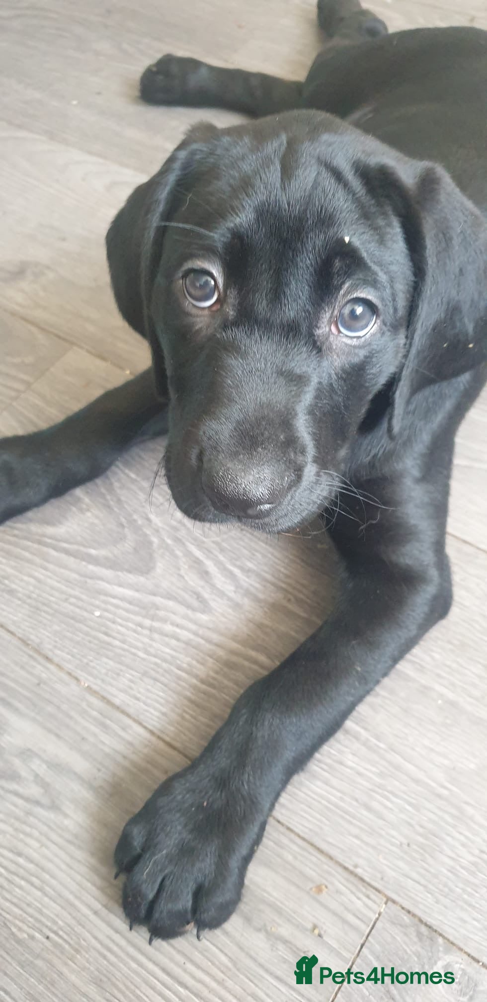Mixed Breed dogs Black Lab x Pointer Puppies *5 LEFT, PRICE REDUCE* - Advert 2
