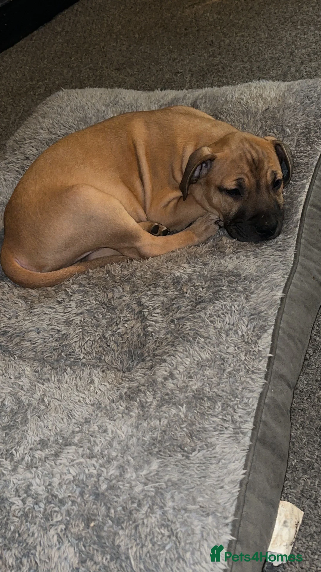 Mixed Breed dogs for sale: Staffy x shar pei  in Newport - Advert 1