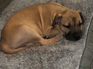 Mixed Breed dogs Staffy x shar pei in Newport - Advert 2