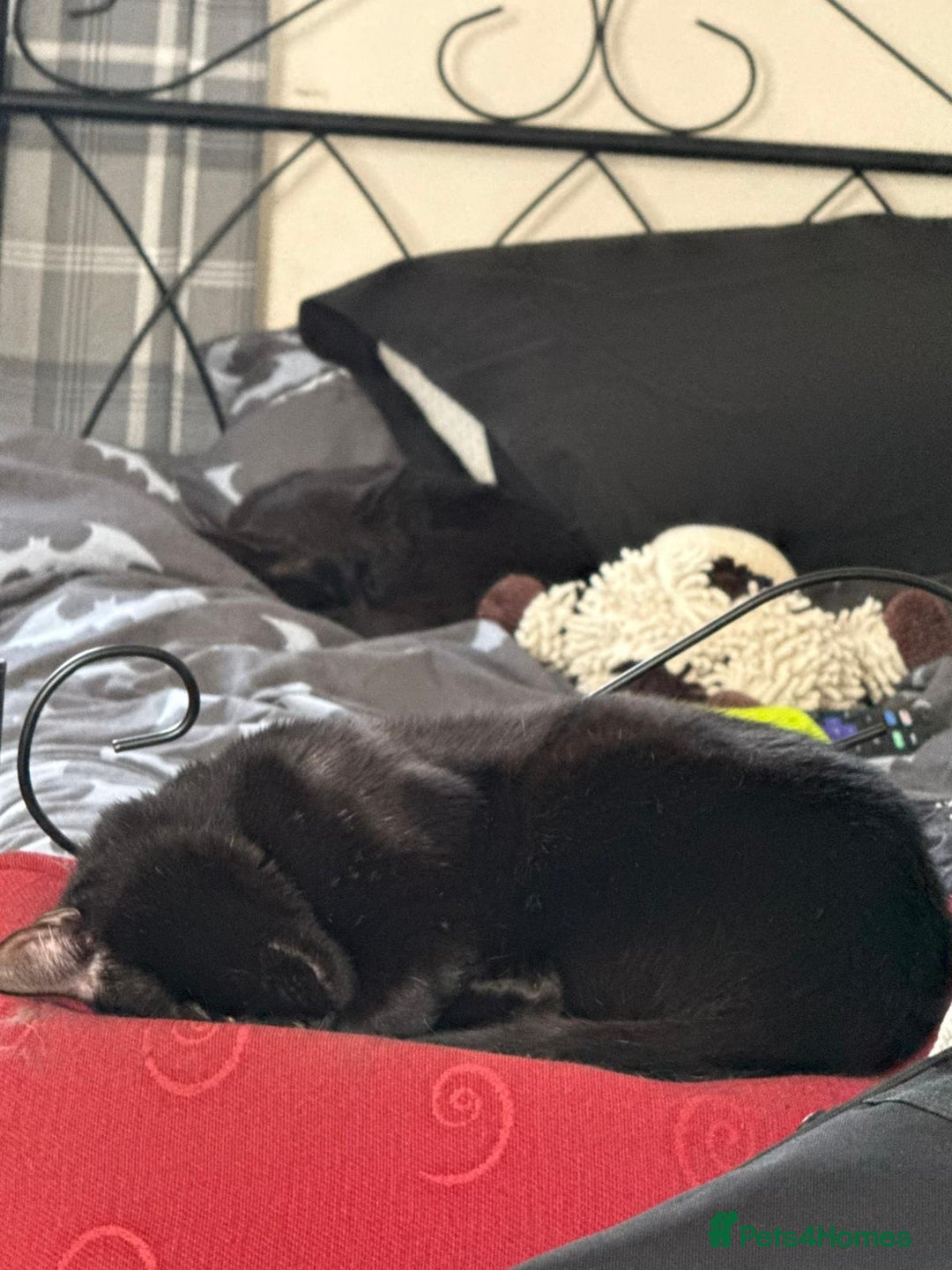 Mixed Breed cats for sale: Brothers looking for loving home  - Image 2