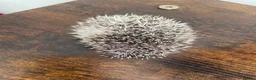Pygmy Hedgehog rodents for sale: Ready now - Female Pygmy Hedgehog - Advert 17