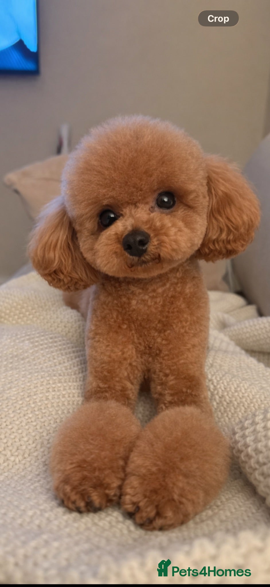 Toy Poodle dogs Asian tiny toy poodles  - Advert 13