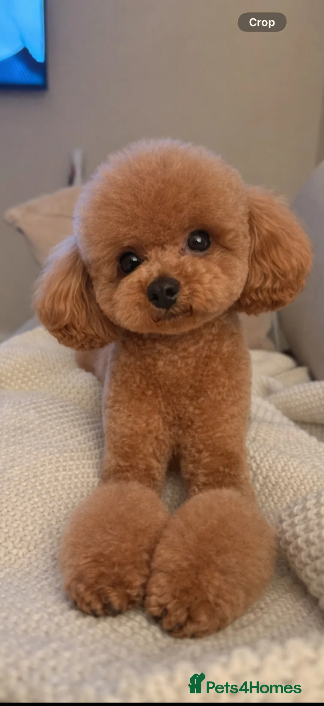 Toy Poodle dogs for sale: Asian tiny toy poodles  - Advert 1