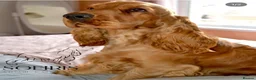 Cocker Spaniel dogs for sale: Stunning English 💯 show type cocker puppies  - Advert 23